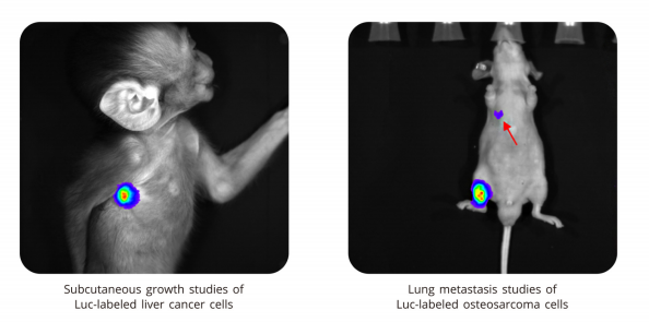 Компьютерная томография для мышей и крыс