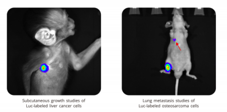 Компьютерная томография для мышей и крыс