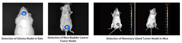 Система 3D-визуализации мелких животных AniView Kirin In Vivo